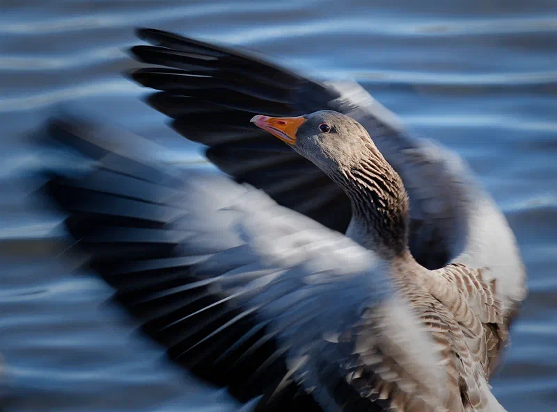Rise of the Goose